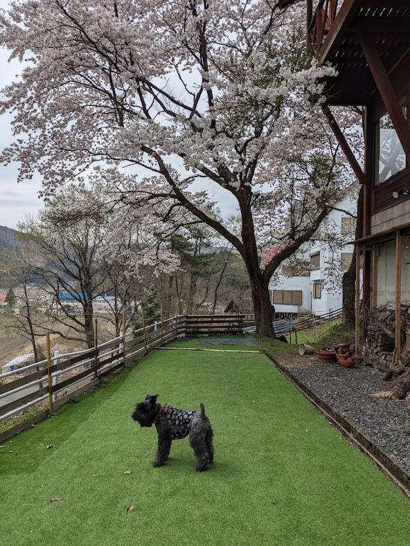 ワンコと泊まるジャスミンクリーク Hotel Toyooka  Ngoại thất bức ảnh